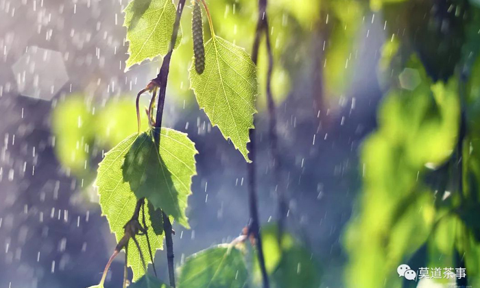 6月,宜空山赏雨,亭榭饮茶,楼阁听风